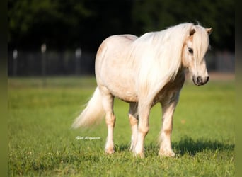 Poneys Shetland, Hongre, 15 Ans, 97 cm, Palomino