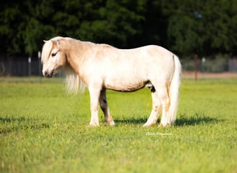 Poneys Shetland, Hongre, 15 Ans, 97 cm, Palomino