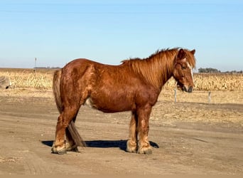 Poneys Shetland, Hongre, 15 Ans, Alezan cuivré