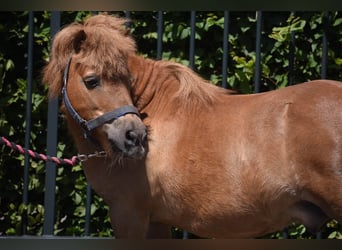 Poneys Shetland, Hongre, 16 Ans, Alezan