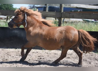 Poneys Shetland, Hongre, 16 Ans, Alezan