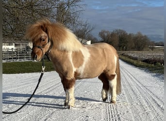 Poneys Shetland, Hongre, 17 Ans, 90 cm