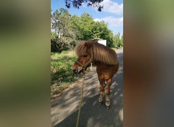 Poneys Shetland, Hongre, 18 Ans, 100 cm, Alezan