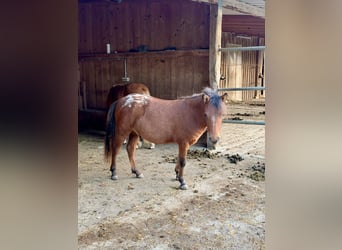 Poneys Shetland, Hongre, 1 Année, Léopard