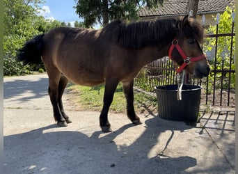 Poneys Shetland, Hongre, 20 Ans, Bai cerise