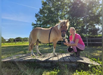 Poneys Shetland, Hongre, 2 Ans, 102 cm, Pinto