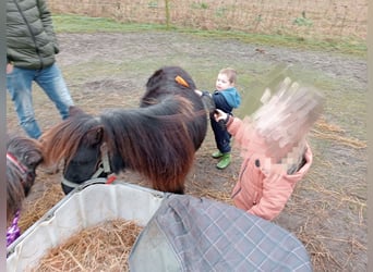 Poneys Shetland, Hongre, 2 Ans, Noir