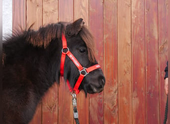 Poneys Shetland, Hongre, 3 Ans, 100 cm