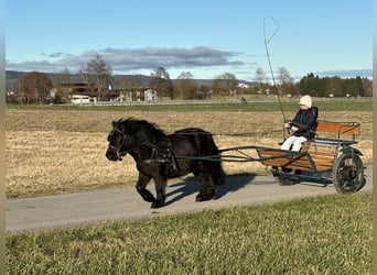 Poneys Shetland, Hongre, 3 Ans, 100 cm, Noir