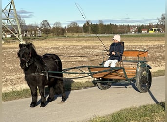 Poneys Shetland, Hongre, 3 Ans, 100 cm, Noir