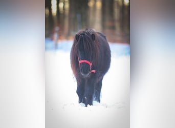 Poneys Shetland, Hongre, 3 Ans, 102 cm, Gris noir