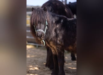 Poneys Shetland, Hongre, 3 Ans, 102 cm, Gris noir