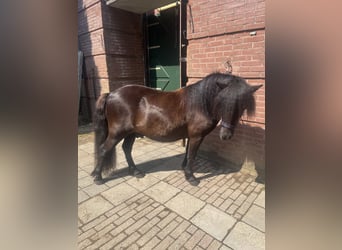 Poneys Shetland, Hongre, 3 Ans, 110 cm, Bai brun foncé