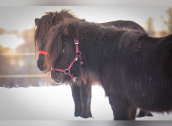 Poneys Shetland, Hongre, 3 Ans, 81 cm, Noir