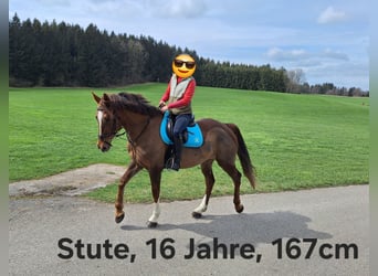 Poneys Shetland, Hongre, 3 Ans, 98 cm, Léopard