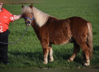 Poneys Shetland, Hongre, 4 Ans, 110 cm, Alezan