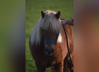 Poneys Shetland, Hongre, 4 Ans, 110 cm, Alezan