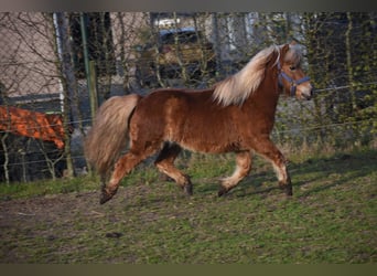 Poneys Shetland, Hongre, 4 Ans, 110 cm, Alezan