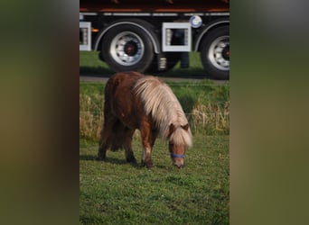 Poneys Shetland, Hongre, 4 Ans, 110 cm, Alezan