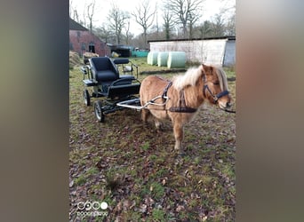 Poneys Shetland Croisé, Hongre, 4 Ans, 110 cm, Isabelle