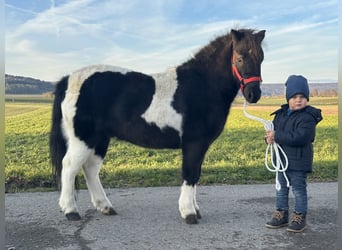 Poneys Shetland, Hongre, 4 Ans, 114 cm, Pinto