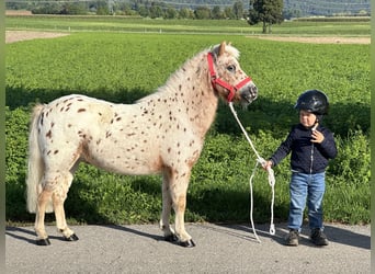 Poneys Shetland, Hongre, 5 Ans, 104 cm, Léopard