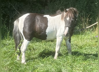 Poneys Shetland, Hongre, 5 Ans, 105 cm, Pinto