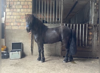 Poneys Shetland, Hongre, 5 Ans, 112 cm, Noir