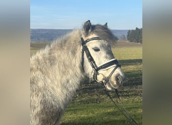 Poneys Shetland, Hongre, 5 Ans, 113 cm, Gris pommelé