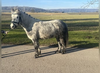 Poneys Shetland, Hongre, 5 Ans, 113 cm, Gris pommelé