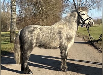 Poneys Shetland, Hongre, 5 Ans, 113 cm, Gris pommelé