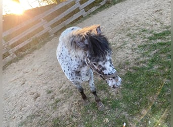 Poneys Shetland Croisé, Hongre, 5 Ans, 115 cm, Léopard