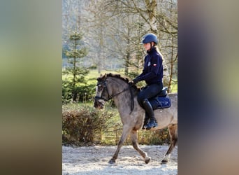 Poneys Shetland, Hongre, 5 Ans, 118 cm, Léopard