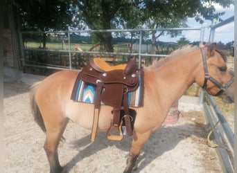 Poneys Shetland Croisé, Hongre, 5 Ans, 125 cm, Isabelle
