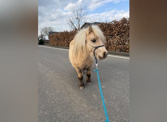 Poneys Shetland, Hongre, 5 Ans, 86 cm, Palomino