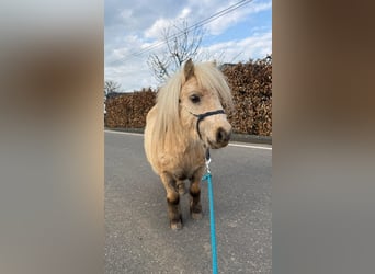 Poneys Shetland, Hongre, 5 Ans, 86 cm, Palomino