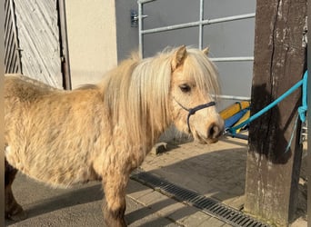 Poneys Shetland, Hongre, 5 Ans, 86 cm, Palomino