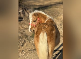 Poneys Shetland, Hongre, 5 Ans, 94 cm, Palomino