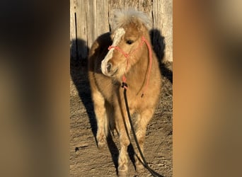 Poneys Shetland, Hongre, 5 Ans, 94 cm, Palomino