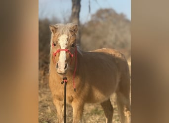 Poneys Shetland, Hongre, 5 Ans, 94 cm, Palomino