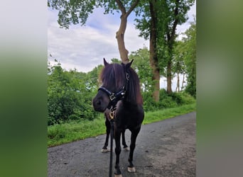 Poneys Shetland, Hongre, 5 Ans, 95 cm, Noir