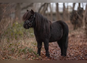 Poneys Shetland, Hongre, 5 Ans, 98 cm, Noir