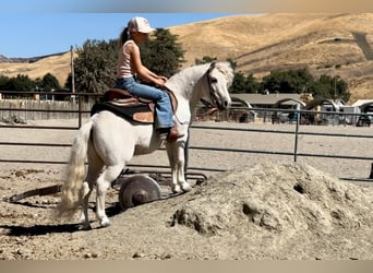 Poneys Shetland, Hongre, 5 Ans, Blanc