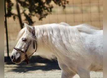 Poneys Shetland, Hongre, 5 Ans, Blanc