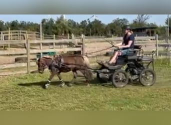 Poneys Shetland, Hongre, 5 Ans, Buckskin