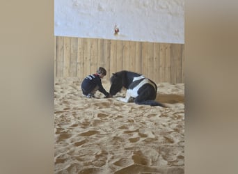 Poneys Shetland, Hongre, 6 Ans, 100 cm, Pinto