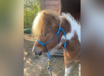 Poneys Shetland, Hongre, 6 Ans, 100 cm, Pinto