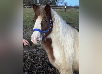 Poneys Shetland, Hongre, 6 Ans, 113 cm, Pinto