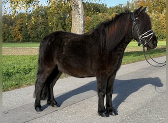 Poneys Shetland Croisé, Hongre, 6 Ans, 119 cm, Noir