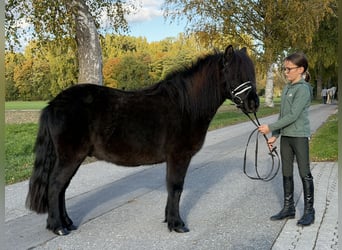 Poneys Shetland Croisé, Hongre, 6 Ans, 119 cm, Noir